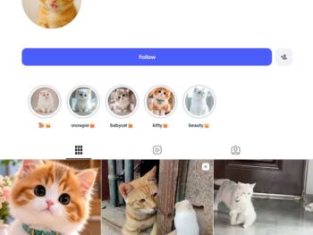 6K Kittens Instagram Account