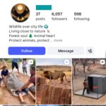6K Wild Life Instagram Account
