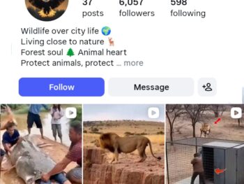 6K Wild Life Instagram Account