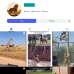 9K Wild Animal Instagram Account