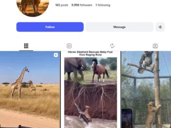 9K Wild Animal Instagram Account