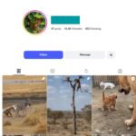 10K Wildlife Instagram Account