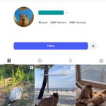 2K Cute Capybara Instagram Account