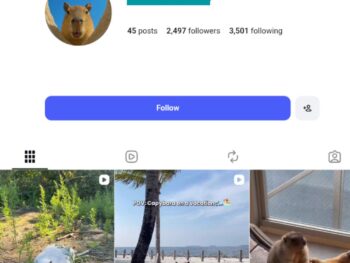 2K Cute Capybara Instagram Account
