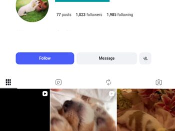 1K Dog Moments Instagram Account