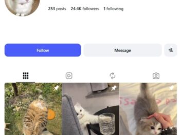 24K Pets Cats Instagram Account