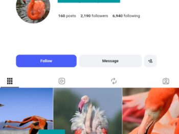 2K Flamingo Lovers Instagram Account