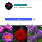 7K Flower Instagram Account
