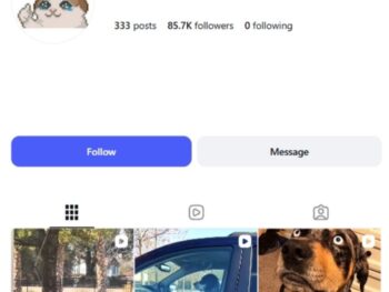 80K Pets Wildlife Instagram Account