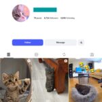 8K Cute Cats Instagram Account