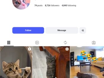 8K Cute Cats Instagram Account